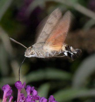 Humming…Moth? | Bio-Aerial Locomotion
