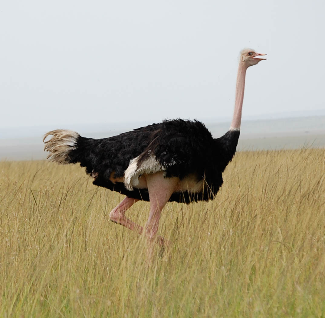Top 96+ Images an ostrich cannot fly but it is able to run Sharp