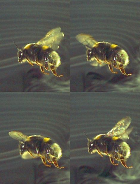 Images recorded by by a high-speed camera during the bumblebee's flight