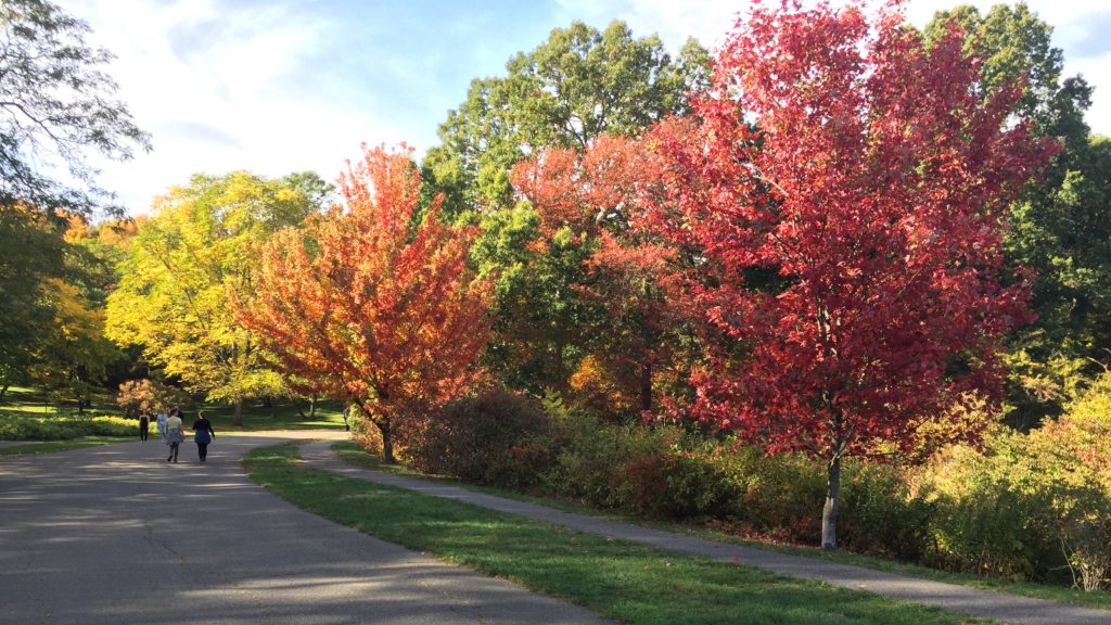 The Harvard University Arnold Arboretum in October
