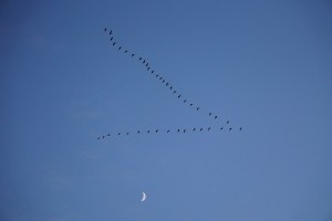 Migrating Canada geese, October 2015. Photo by Prof. David Green.