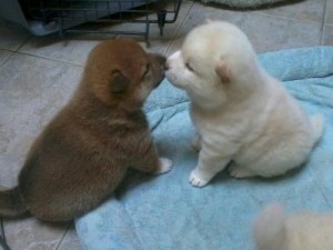 Two shiba inu puppies