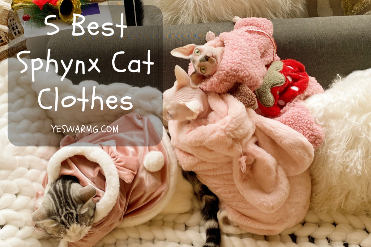 5 Best Sphynx Cat Clothes