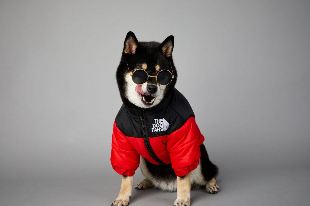 Doggiology dog clothes the north face jacket