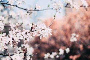 apple-blooming-blossom-1002785