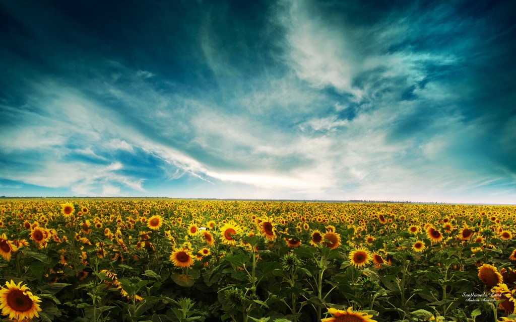 Sunflowers_Land_by_Deinha1974