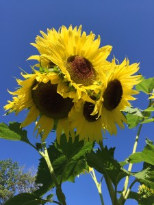 Sunflowers1080116