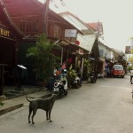 fisherman's village - bophut - north shore of koh samui.  this massive dog owns the street.