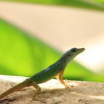 A little lizard in Martinique (Photo by Kevin Hauger, Poetry '26)