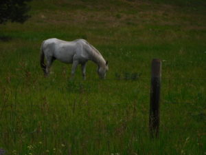 No horsing around - this part of Montana is beautiful