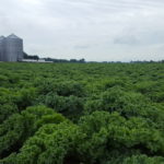 Kale forest in Ohio